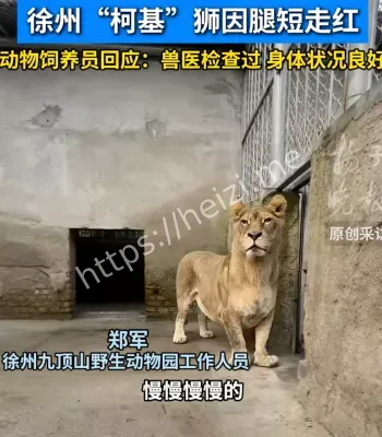 动物园狮中柯基